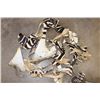 Image 3 : (2) ZEBRA Hooves and ZEBRA Hide Scraps (ONE$)