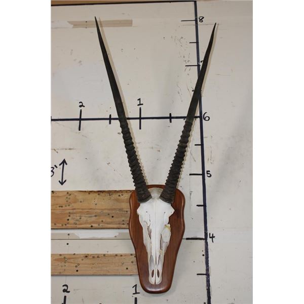 Big GEMSBOK Skull on a Wooden Plaque