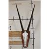 Image 1 : Big GEMSBOK Skull on a Wooden Plaque