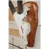 Image 3 : Big GEMSBOK Skull on a Wooden Plaque