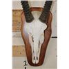 Image 4 : Big GEMSBOK Skull on a Wooden Plaque