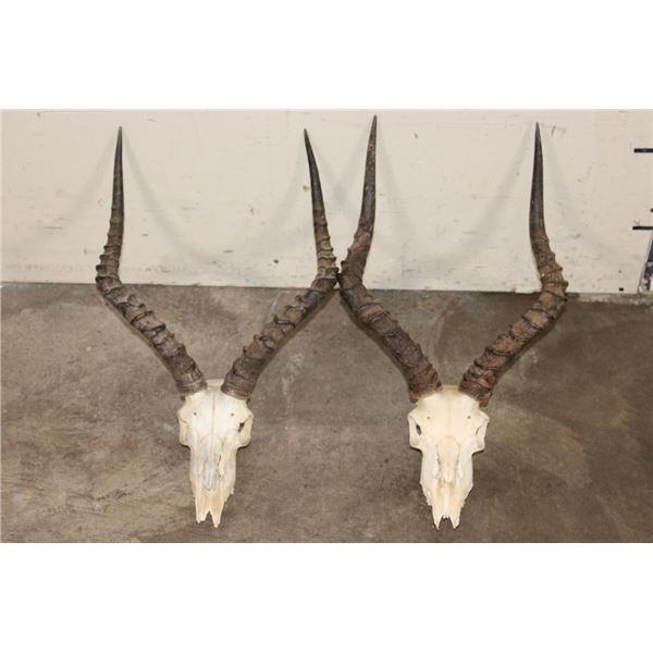(2) IMPALA Skulls (ONE$)