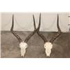 Image 1 : (2) IMPALA Skulls (ONE$)
