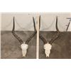 Image 2 : (2) IMPALA Skulls (ONE$)