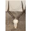 Image 3 : (2) IMPALA Skulls (ONE$)