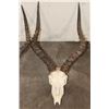 Image 4 : (2) IMPALA Skulls (ONE$)