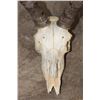 Image 5 : (2) IMPALA Skulls (ONE$)