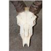 Image 6 : (2) IMPALA Skulls (ONE$)