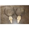 Image 7 : (2) IMPALA Skulls (ONE$)
