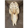 Image 8 : (2) IMPALA Skulls (ONE$)