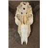 Image 9 : (2) IMPALA Skulls (ONE$)