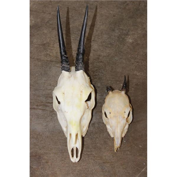 Nice COMMON DUIKER Skull and (1) DIK-DIK Skull (ONE$)