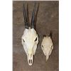 Image 1 : Nice COMMON DUIKER Skull and (1) DIK-DIK Skull (ONE$)