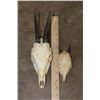 Image 2 : Nice COMMON DUIKER Skull and (1) DIK-DIK Skull (ONE$)