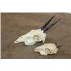 Image 3 : Nice COMMON DUIKER Skull and (1) DIK-DIK Skull (ONE$)