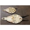 Image 5 : Nice COMMON DUIKER Skull and (1) DIK-DIK Skull (ONE$)