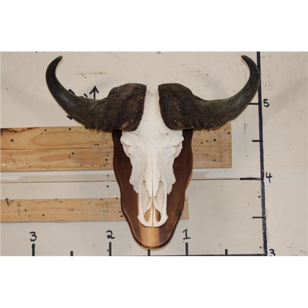 CAPE BUFFALO Skull on a Wooden Wall Pedestal