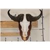 Image 1 : CAPE BUFFALO Skull on a Wooden Wall Pedestal