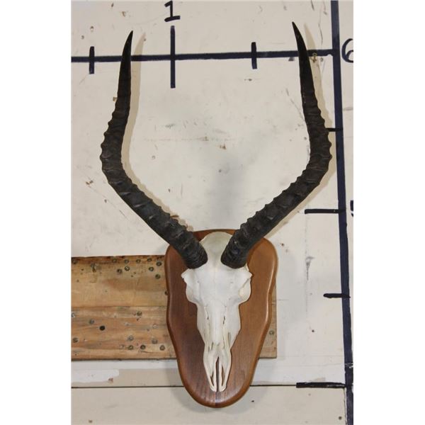 IMPALA Skull on a Wooden Plaque