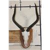 Image 1 : IMPALA Skull on a Wooden Plaque