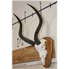 Image 2 : IMPALA Skull on a Wooden Plaque