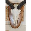 Image 5 : IMPALA Skull on a Wooden Plaque