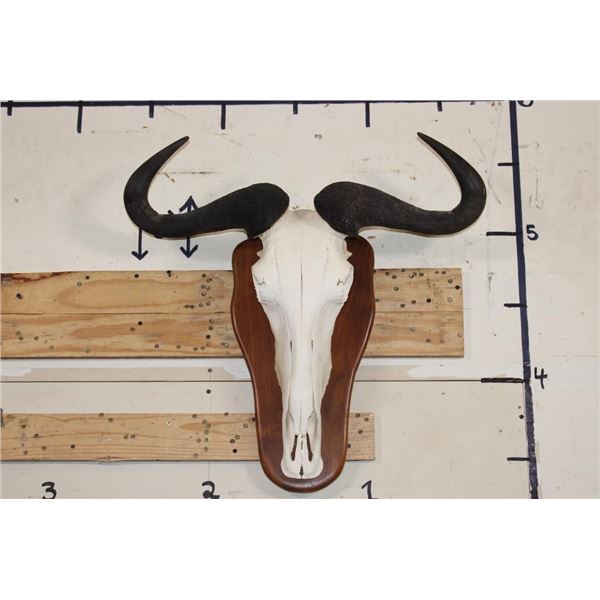 BLUE WILDEBEEST Skull on a Wooden Plaque