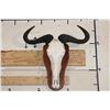 Image 1 : BLUE WILDEBEEST Skull on a Wooden Plaque