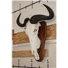 Image 2 : BLUE WILDEBEEST Skull on a Wooden Plaque