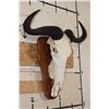Image 3 : BLUE WILDEBEEST Skull on a Wooden Plaque