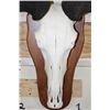 Image 7 : BLUE WILDEBEEST Skull on a Wooden Plaque