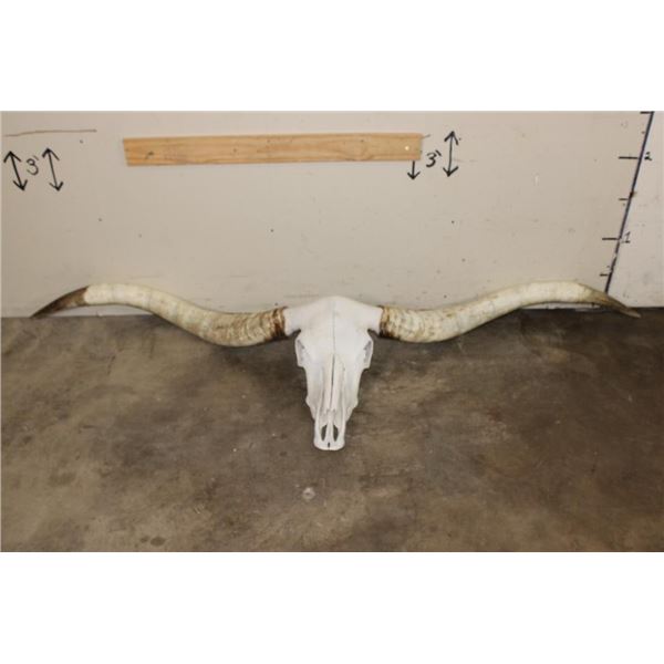 *Massive* TEXAS LONGHORN Skull with All its Teeth and Removable Horns