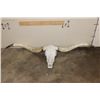 Image 1 : *Massive* TEXAS LONGHORN Skull with All its Teeth and Removable Horns