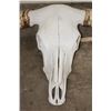 Image 3 : *Massive* TEXAS LONGHORN Skull with All its Teeth and Removable Horns