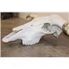 Image 4 : *Massive* TEXAS LONGHORN Skull with All its Teeth and Removable Horns