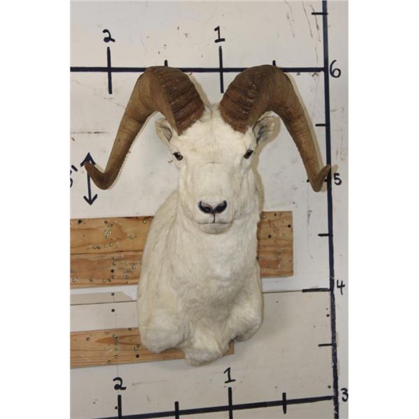 DALL SHEEP RAM Shoulder Mount