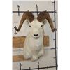 Image 1 : DALL SHEEP RAM Shoulder Mount