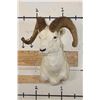 Image 2 : DALL SHEEP RAM Shoulder Mount