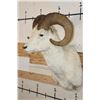 Image 3 : DALL SHEEP RAM Shoulder Mount