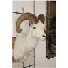 Image 4 : DALL SHEEP RAM Shoulder Mount