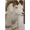 Image 5 : DALL SHEEP RAM Shoulder Mount