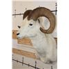 Image 6 : DALL SHEEP RAM Shoulder Mount