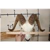 Image 7 : DALL SHEEP RAM Shoulder Mount