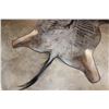 Image 4 : BLUE WILDEBEEST Hide Rug with Leather Piping, a Canvas Backing, and Hanging Loops
