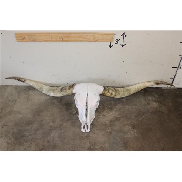 *Big* TEXAS LONGHORN Skull with Removable Horns