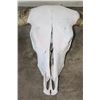 Image 3 : *Big* TEXAS LONGHORN Skull with Removable Horns