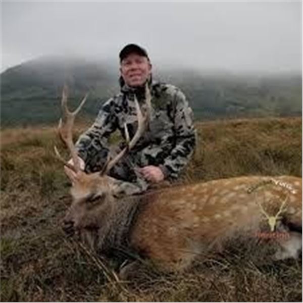 Ireland Sika Stag Hunt 4 Days, 1H, 1NH