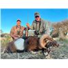 Image 4 : Argentina Blackbuck, Rams, and Boar 5 Days, 2-4 Hunters
