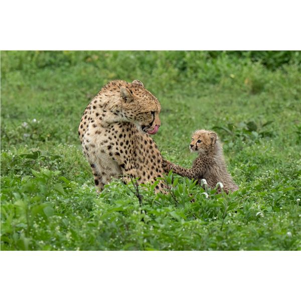 Original African Safari photo