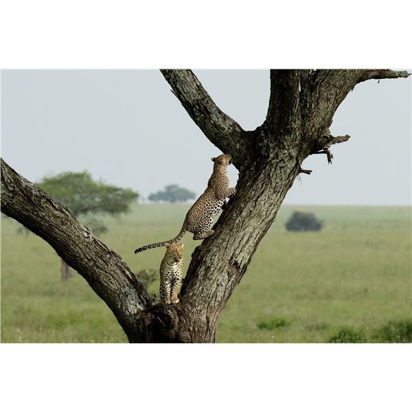 Original African Safari photo